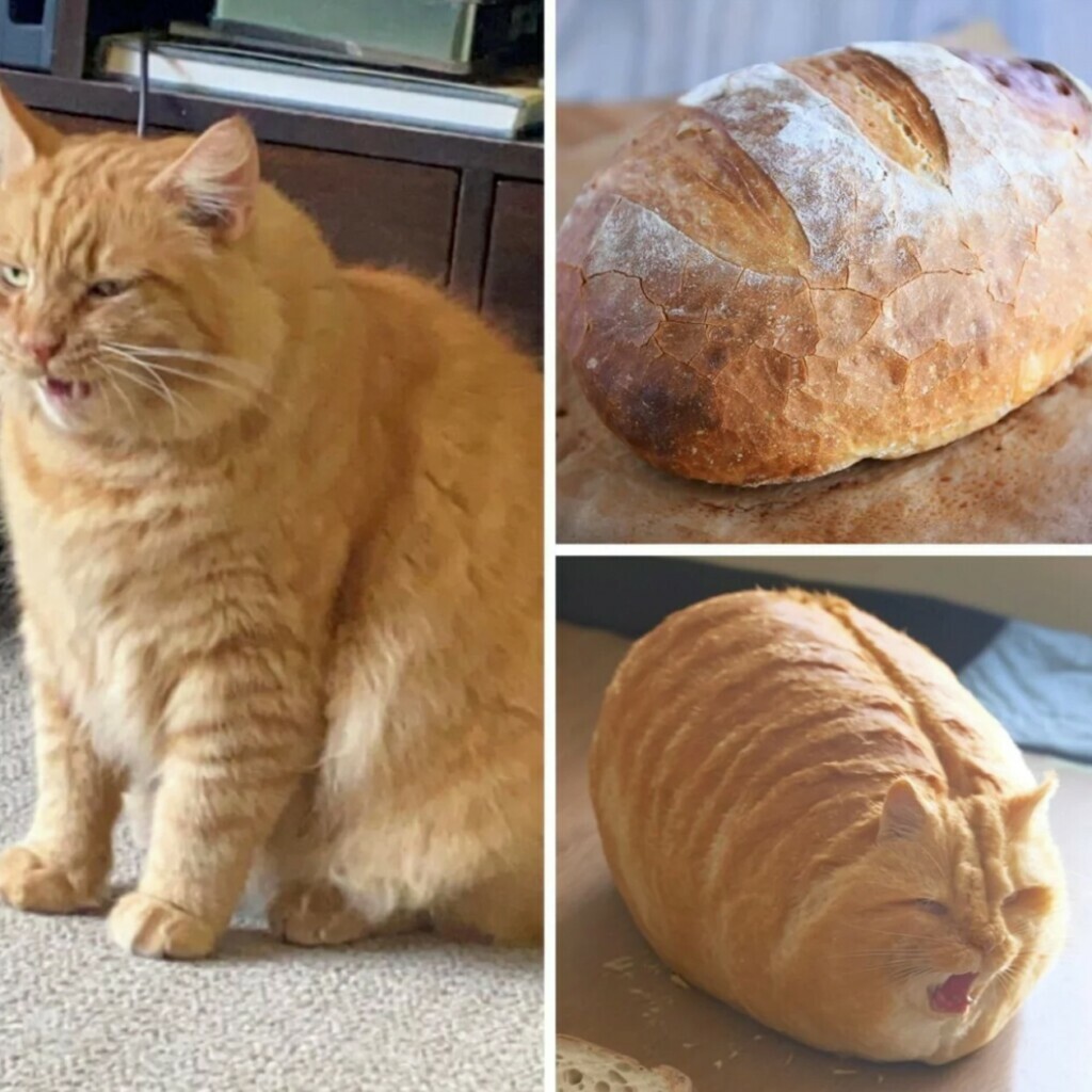 Кот булочка