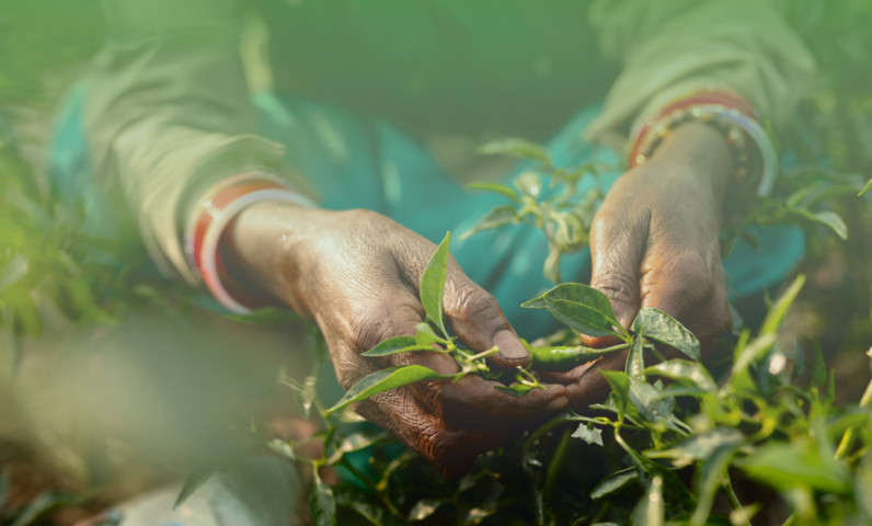 Корпоративный сайт концерна Bayer CropScience