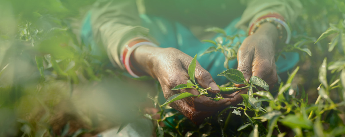 Корпоративный сайт концерна Bayer CropScience