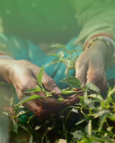 Корпоративный сайт концерна Bayer CropScience